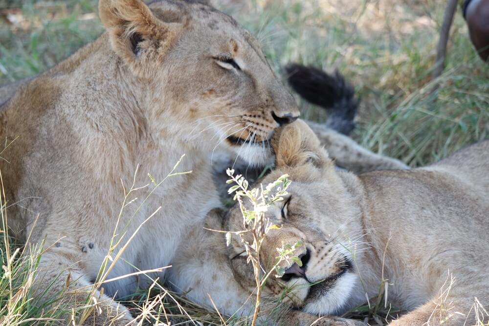 A Lion Encounter in Zimbabwe